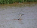 Martinet blanc - Garceta comÃÆÃâÃâ Ã¢â¬â¢ÃÆÃ¢â¬Å¡ÃâÃÂºn - Egretta garzetta - Little Egret